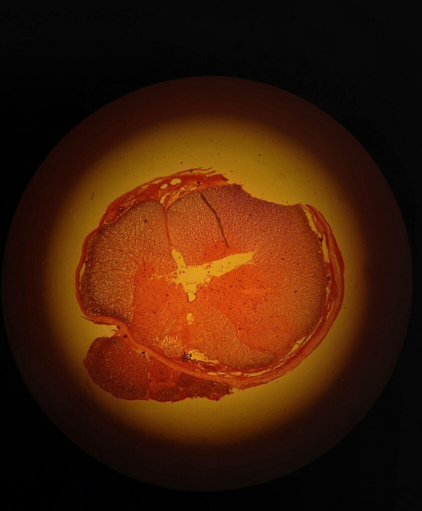 Detailed microscopic view of oocytes