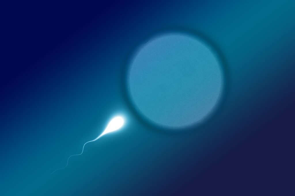 IVF under the microscope