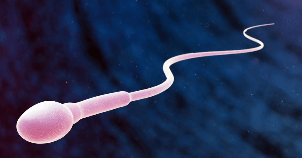 healthy looking sperm cell