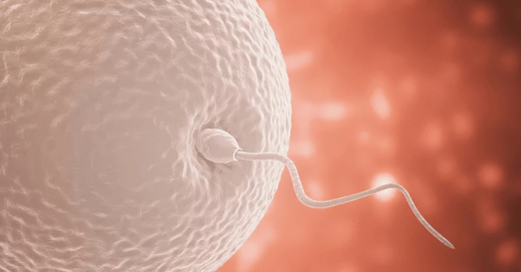 egg and sperm optimized for conception