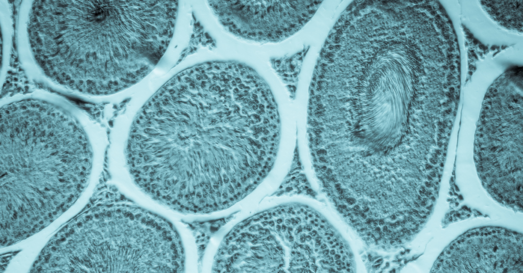 Healthy Oocyte