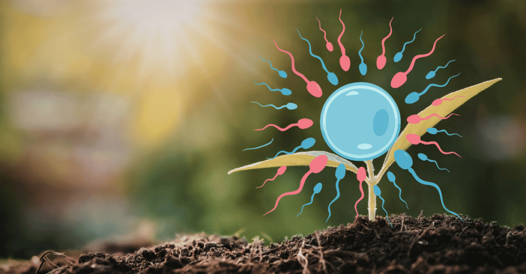 preconception optimization, egg and sperm