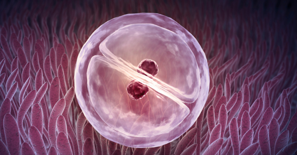 depicting zygote pregnancy